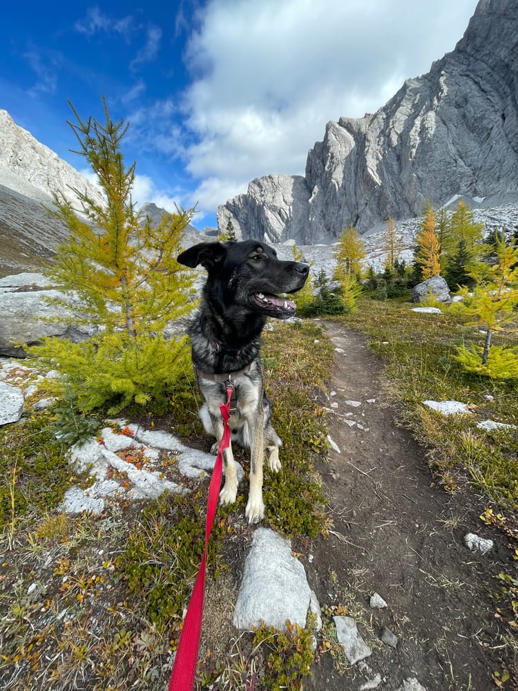 Dirtbag Runners Workout for Sept 29, 2022. “Silvertip Hill repeats”